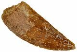 Serrated, Raptor Tooth - Real Dinosaur Tooth #291518-1